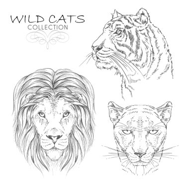 Büyük vahşi kediler seti