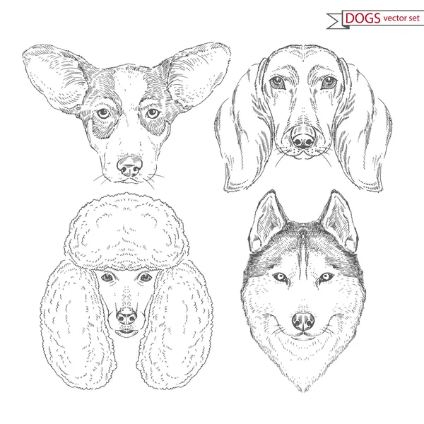 Djurens uppsättning av hundar — Stock vektor