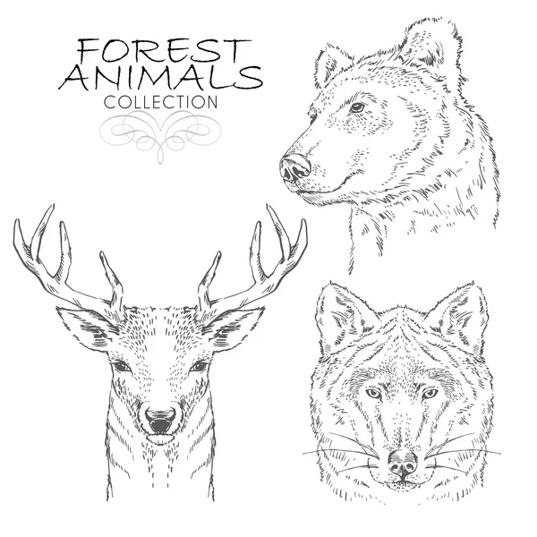 Collecte d'animaux forestiers — Image vectorielle