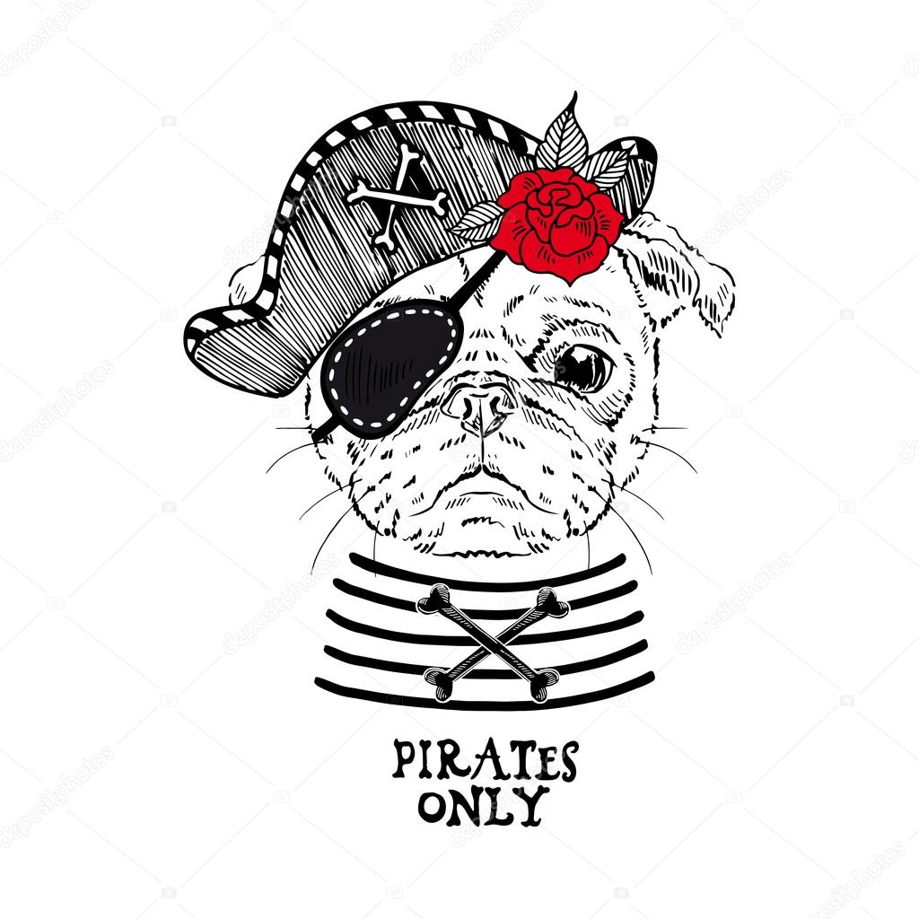 Pug pirate with rose