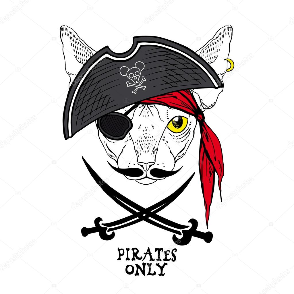Cat pirate in hat