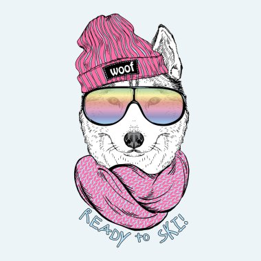 köpek husky moda portre