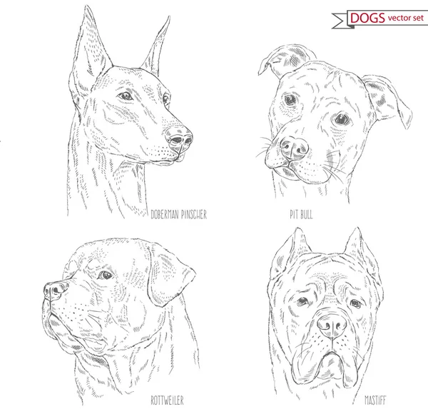 Colección zoológica de razas de perros — Vector de stock