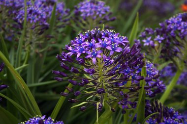 Yeşil arkaplanda mavi çiçek
