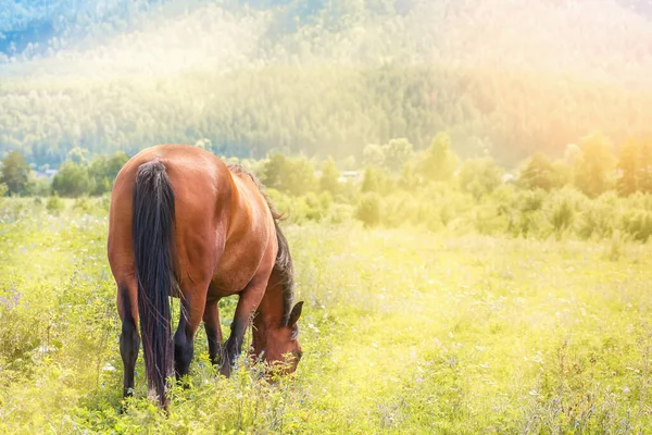 Caballo Solitario Pastando Las Montañas Día Soleado —  Fotos de Stock