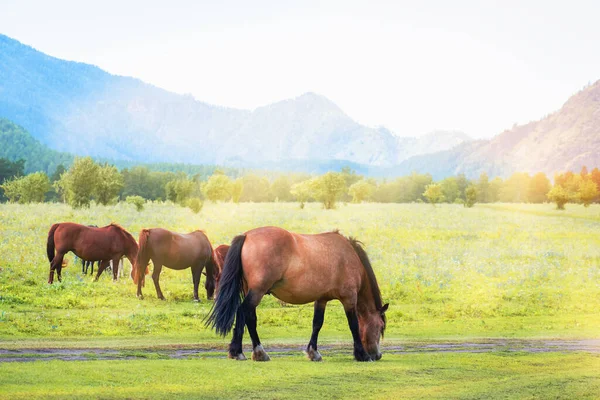 Manada Caballos Pastan Las Montañas Día Soleado —  Fotos de Stock