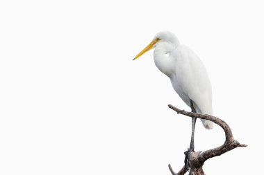 Akbalıkçıl engelin üzerinde duruyor. Beyaz arkaplan