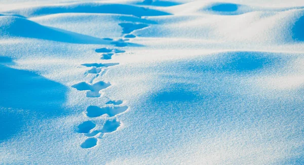 Тваринний Слід Снігу Лісі — стокове фото