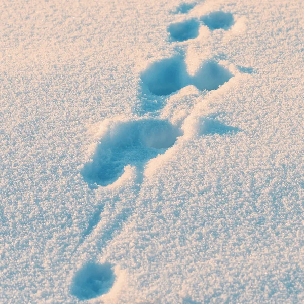 Hasenspuren Schnee Wald — Stockfoto
