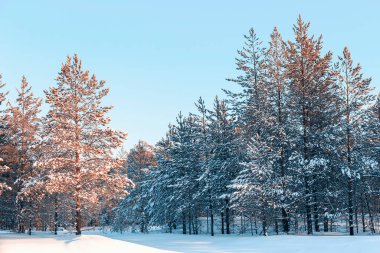 Akşamları kar altında çam ormanı. Sibirya Taiga boyaları
