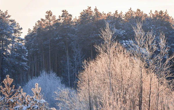 밤에는 겨울눈 아래의 소나무 펼쳐져 시베리아 타이가 페인트 — 스톡 사진