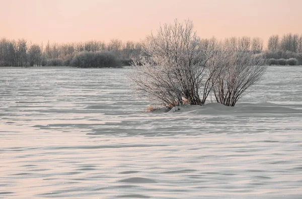 Кущ Дерева Замерзлій Річці Дерево Снігопадах Під Час Заходу Сонця — стокове фото