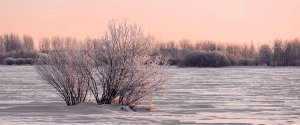 얼어붙은 나무는 내린다 얼어붙은 나뭇가지가 아름다운 하늘을 배경으로 — 스톡 사진