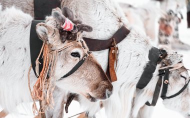 Boynuzlu ren geyiği başı. Ren geyiğinin şehir meydanında tatil günü. Koşumlarda geyik