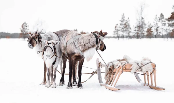 西伯利亚针叶林的一群有木雪橇的驯鹿 北方驯鹿节Khanty和Mansi人 — 图库照片
