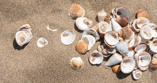 Muschelgruppe Sandigen Meeresufer — Stockfoto