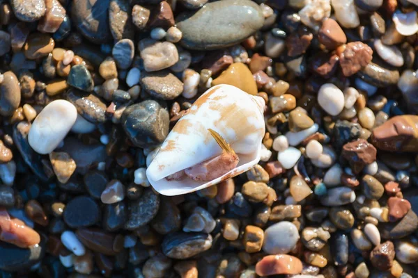 Shell on the stone seashore