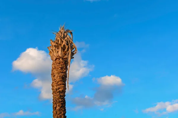 Tronco Coqueiro Contra Céu Azul Com Nuvens — Fotografia de Stock