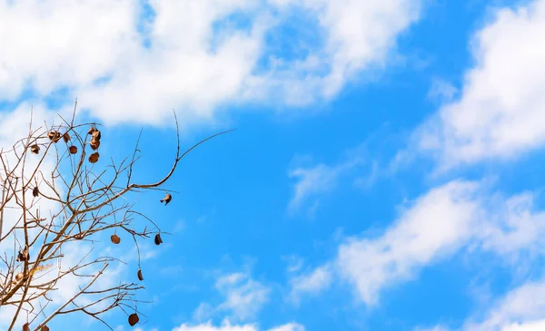 하늘을 배경으로 가지들 — 스톡 사진