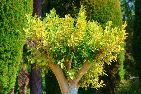 Schöner Baum Mit Blättern Park — Stockfoto