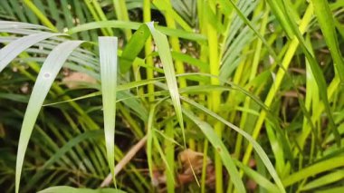 Canlı palmiye yapraklarıyla yemyeşil tropikal yapraklar.