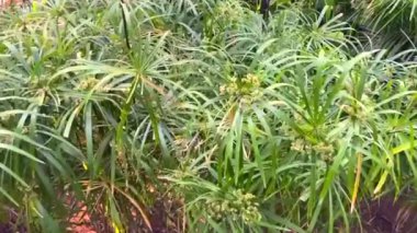 Güneşli bir açık arazide yetişen yemyeşil kenevir bitkileri.