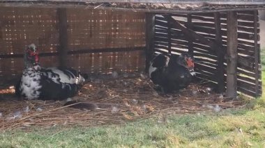 Konforlu ahşap bir muhafaza içinde yuvada oturan iki Moskovalı ördek.