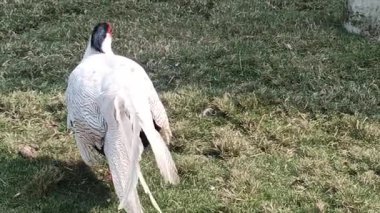 Siyah kafalı beyaz kuş ve çimlerin üzerinde duran kırmızı bacaklar.
