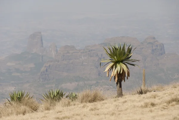 Giant lobelia in The Simien Mountains, Ethiopia. — Stock Photo, Image