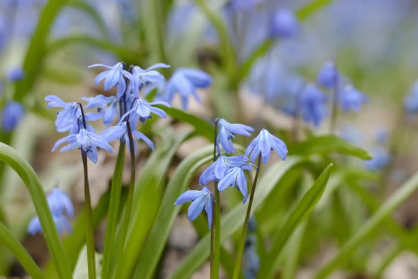 Flores azules de primavera de Bluebell, Rusia . — Foto de Stock