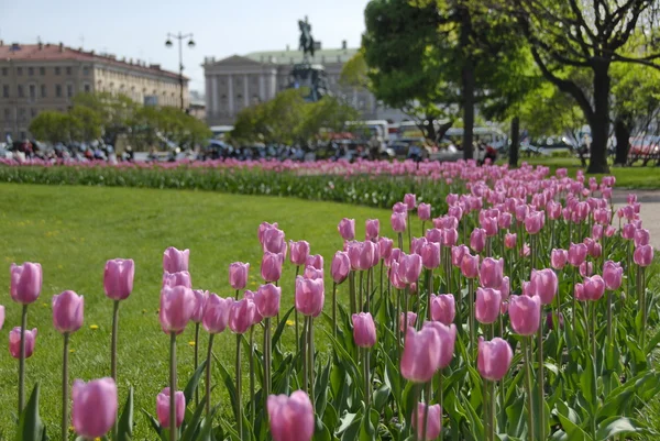 Blick auf den Petersdom in St. Petersburg mit Frühlingsblumenbeet im Vordergrund. — Stockfoto