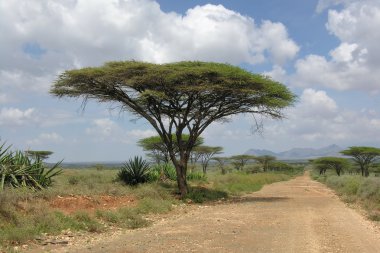 Akasya ağacı, Kenya, yol yatay.