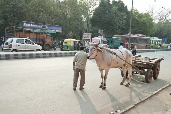 Hombre indio trata de mover su carro de bueyes en una calle, Nueva Delhi, India . — Foto de Stock