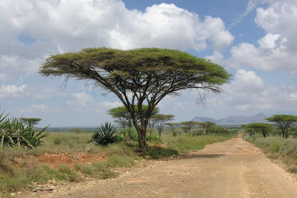 Road landscape with Acacia tree, Kenya. — Stock Photo © vlad_k 67182939