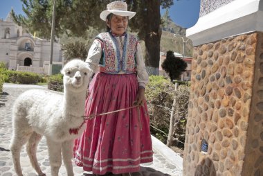 Quechua kadın ile onun alpaka Chivay, Arequipa bölge, Peru içinde yürür.