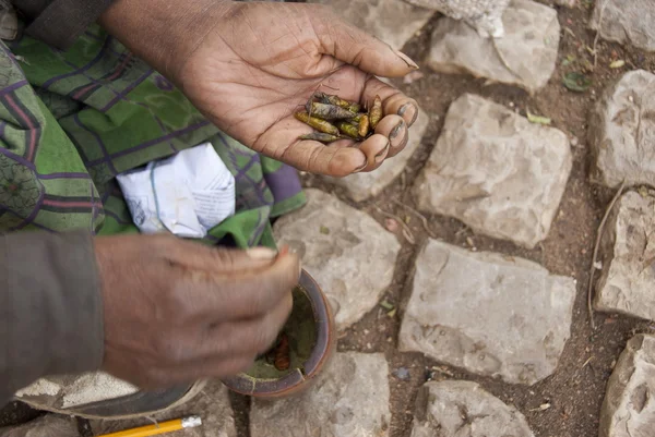 Ταξινομημένο πιπέρι της Χιλής σε μία παλάμη ανθρώπου, Harar, Αιθιοπία. — Φωτογραφία Αρχείου
