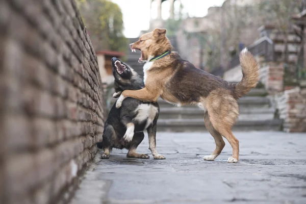 Sokak köpekleri dövüş, Tiflis, Gürcistan ülke. — Stok fotoğraf