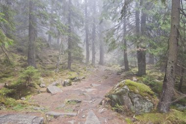 Sonbahar siste Karpat orman, Ukrayna.