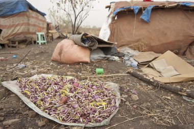Juba, Güney Sudan kampında zorla göç ettirilmiş kişiler yemek için atık gıda.