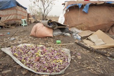 Food waste for eating in displaced persons camp in Juba, South Sudan. clipart