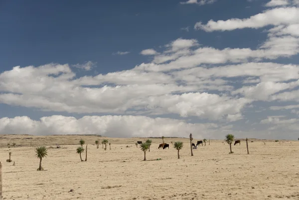 Paisaje árido en Simien N.P., Etiopía . —  Fotos de Stock