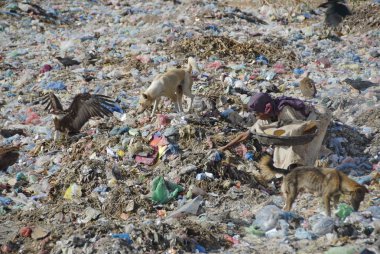 Yaşlı kadın rummages çöp dökümü Harar, Etiyopya, aracılığıyla.