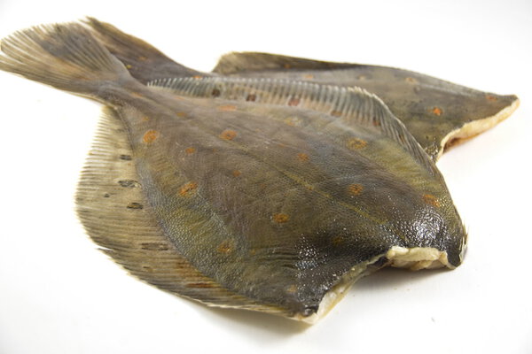 Fresh Flatfishes without heads, white background.