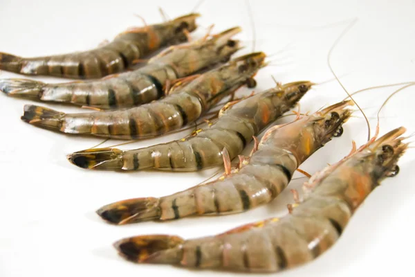 Crevettes fraîches, fond blanc . — Photo