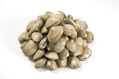 VONGOLE istiridye, beyaz arka plan.