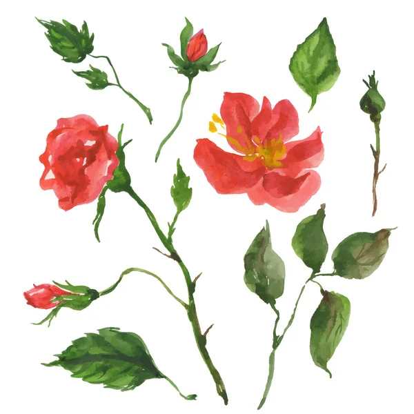 Rosas silvestres — Vetor de Stock