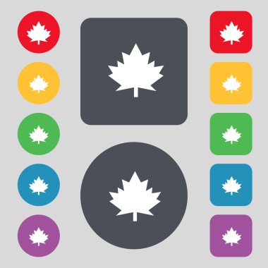 Maple leaf simgesi. renkli düğmeler ayarlayın. vektör