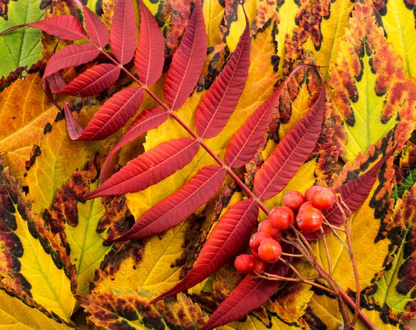 Hermosa composición de otoño sobre fondo de madera — Foto de Stock