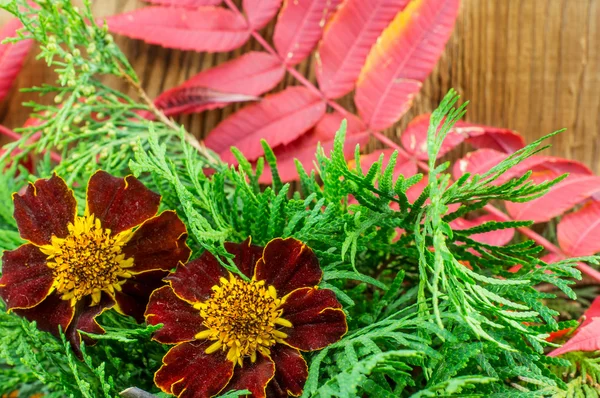 Hermosa composición de otoño sobre fondo de madera — Foto de Stock