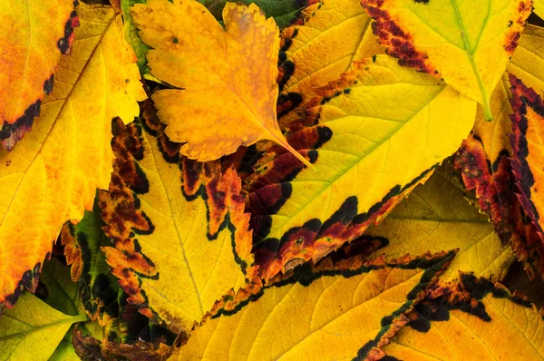 Hermosa composición de otoño sobre fondo de madera — Foto de Stock